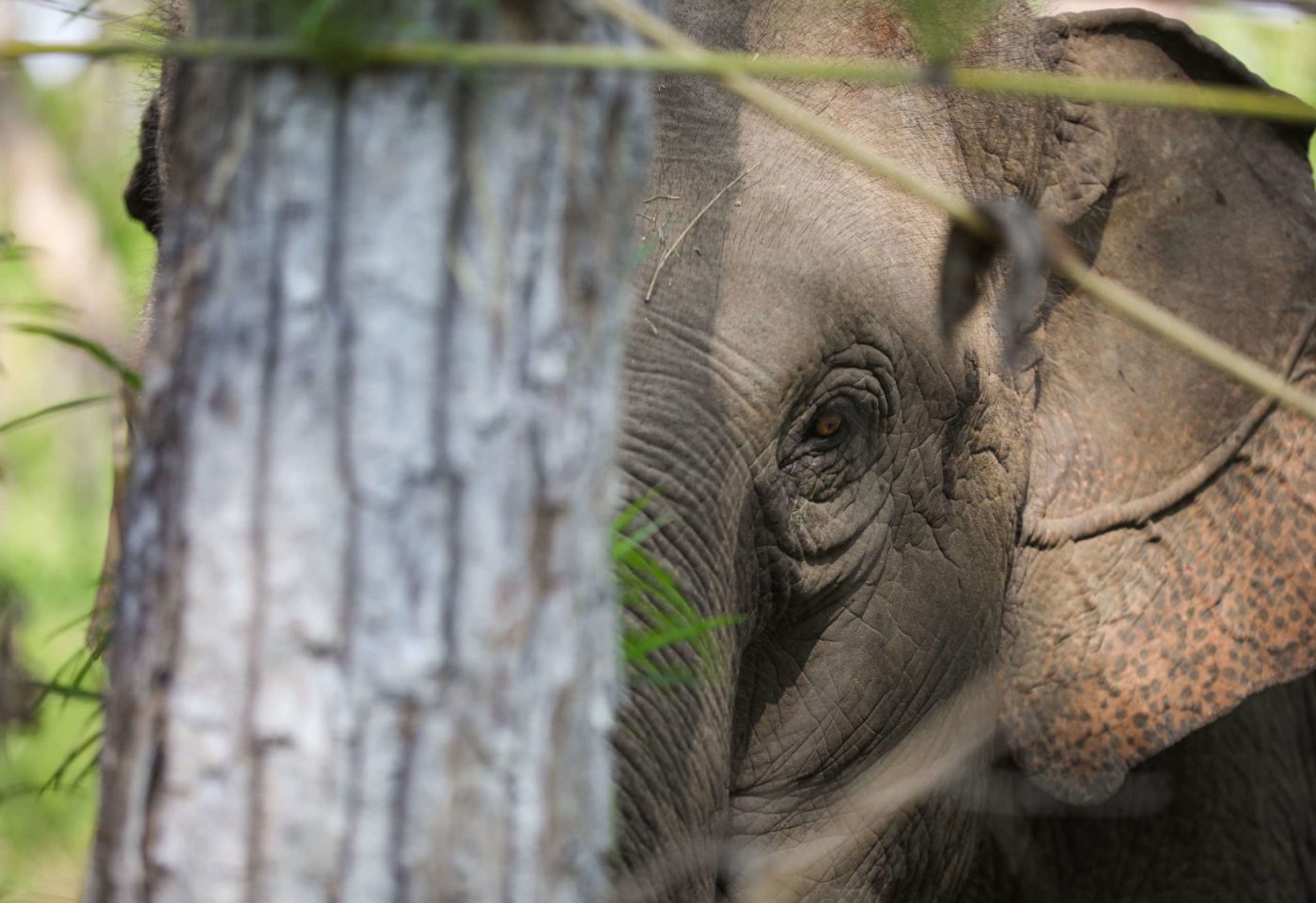 Conflict threatens Vietnam’s last elephants