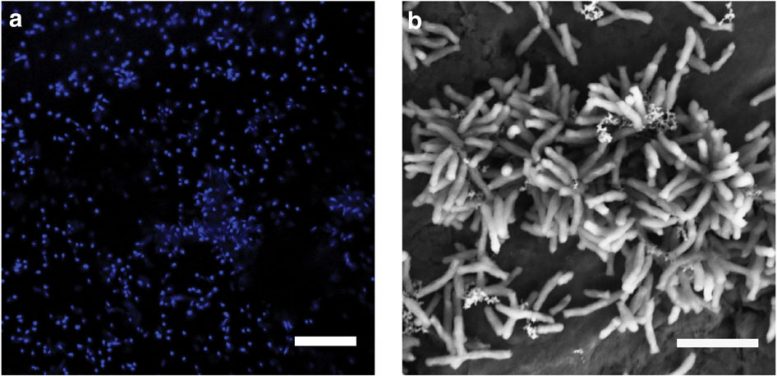 Harvard Scientists Identify Microbe that “Eats” Electricity