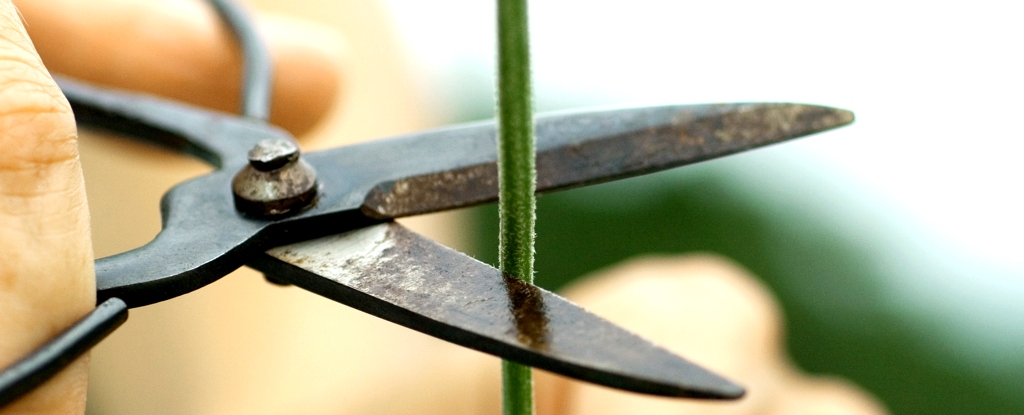 Plants Really Do ‘Scream’. We’ve Simply Never Heard It Until Now.