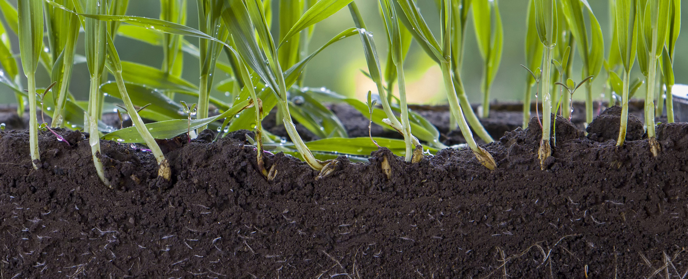 These Hardy Plants Have Figured Out How to ‘Farm’ Microbes in Their Soil