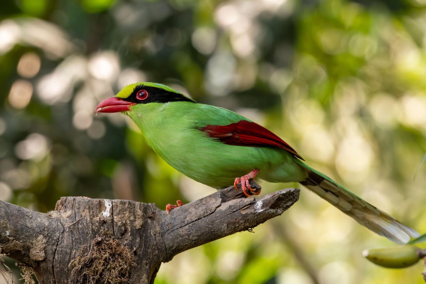 Community-led wildlife tourism finds its niche in the Himalayas