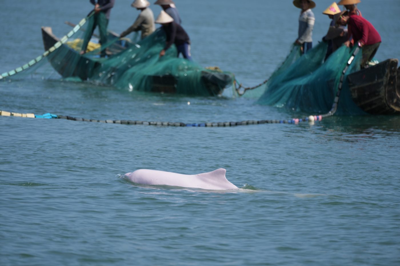 China’s ‘doomed’ dolphin populations still deserve attention