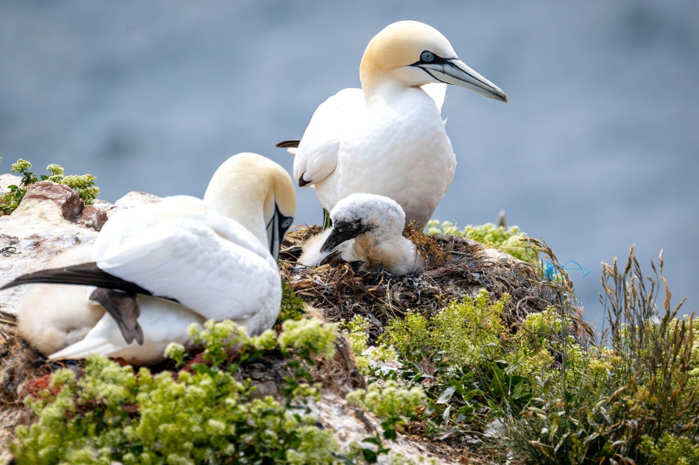 Why bird flu is now a major threat to marine life