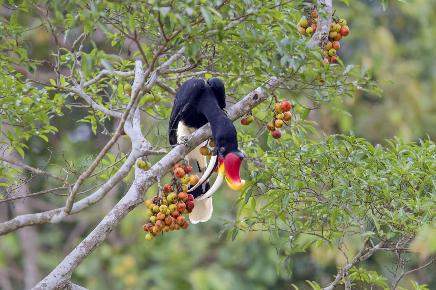 How fig trees could revolutionise reforestation and tourism in Borneo