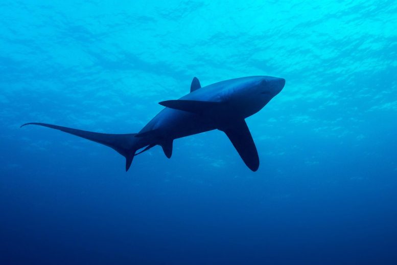 Evolutionary Ingenuity: How Ancient Sharks Survived Earth’s Hottest Oceans