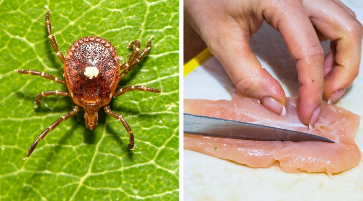 9 Nature’s Surprises That Seem Harmless but Are Best Avoided