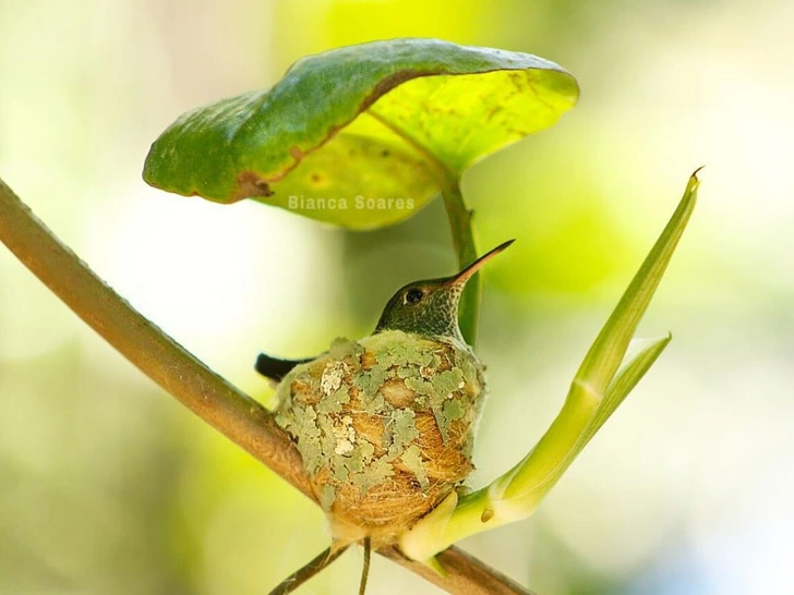 A Hummingbird Builds a Nest With a Roof, and It’s the Coziest Little Home in Town